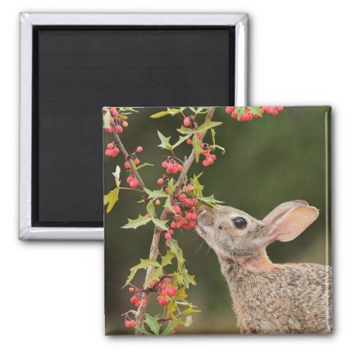 Eastern Cottontail  South Texas Magnet