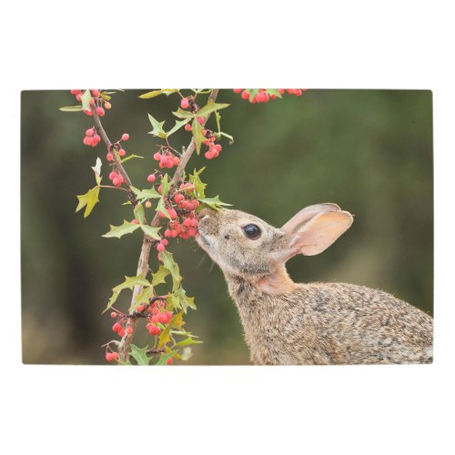 Eastern Cottontail  South Texas Metal Print