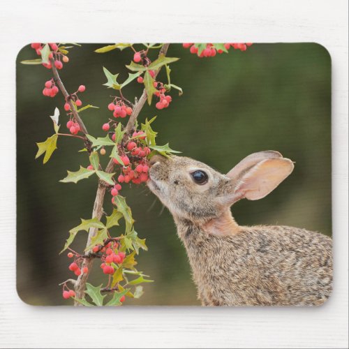 Eastern Cottontail  South Texas Mouse Pad