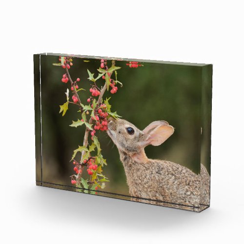 Eastern Cottontail  South Texas Photo Block