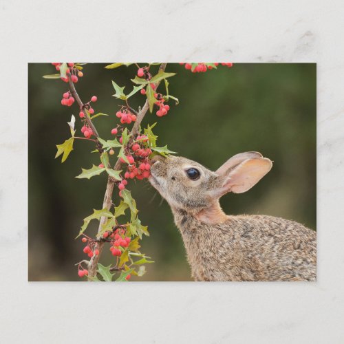 Eastern Cottontail  South Texas Postcard