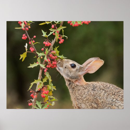 Eastern Cottontail  South Texas Poster