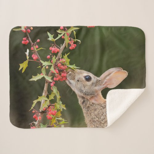 Eastern Cottontail  South Texas Sherpa Blanket