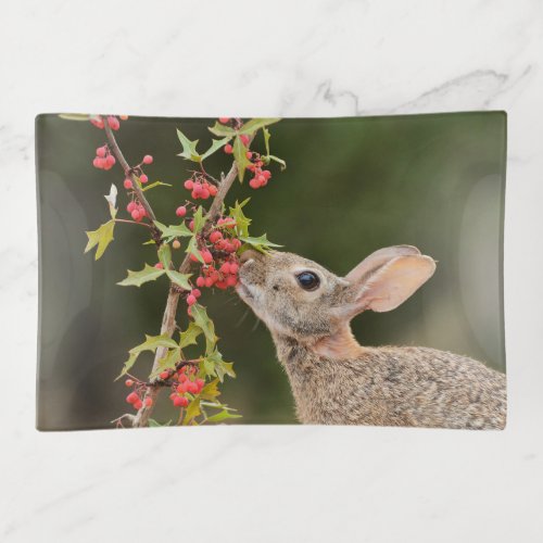 Eastern Cottontail  South Texas Trinket Tray
