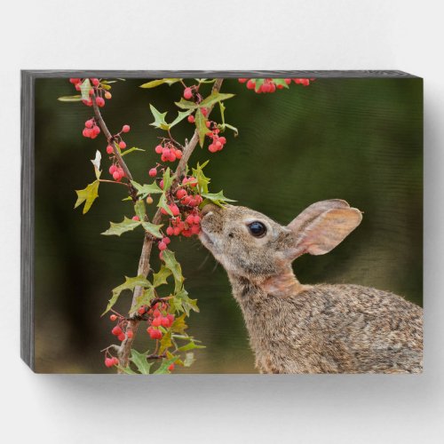 Eastern Cottontail  South Texas Wooden Box Sign