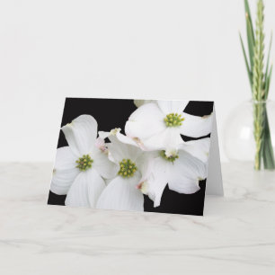 Eastern Dogwood Blossoms - Cornus florida Holiday Card