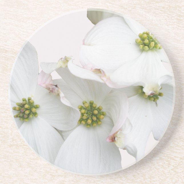 Eastern Dogwood Blossoms - Cornus florida Sandstone Coaster (Front)