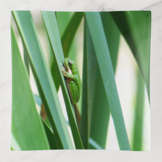 Eastern Dwarf Tree Frog Trinket Tray