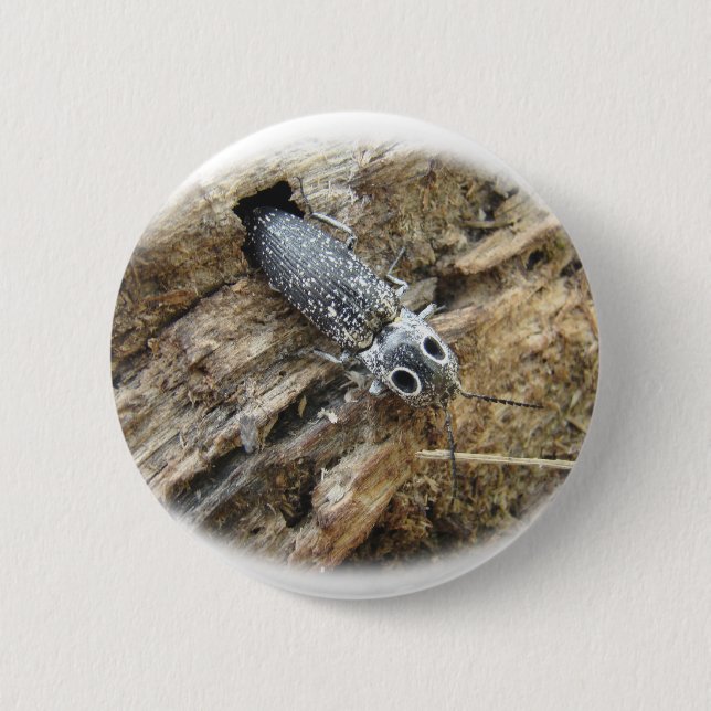 Eastern Eyed Elater Click Beetle - Alaus oculatus Pinback Button (Front)