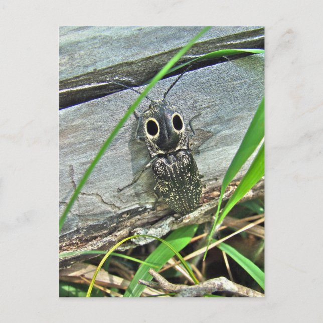 Eastern Eyed Elater Click Beetle - Alaus oculatus Postcard (Front)