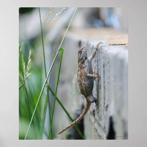 Eastern Fence Lizard Climbing Wall Poster