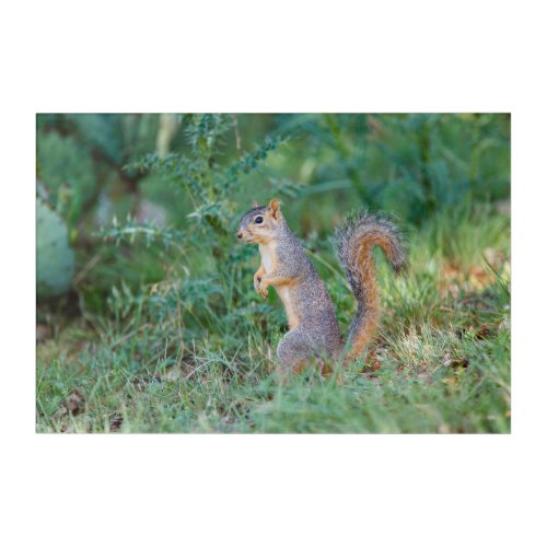 Eastern Fox Squirrel Acrylic Print