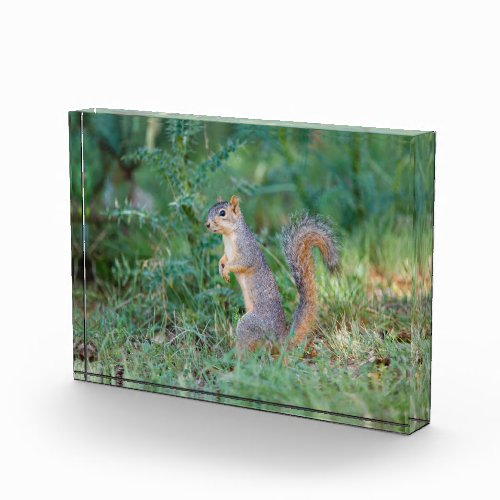 Eastern Fox Squirrel Photo Block