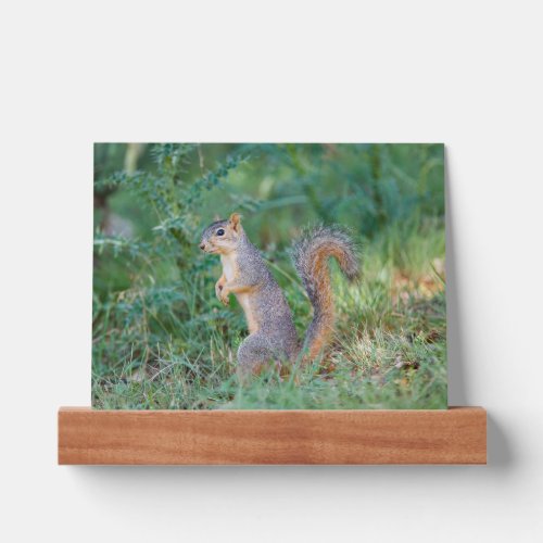 Eastern Fox Squirrel Picture Ledge