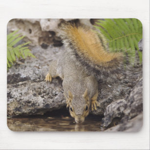 Eastern Fox Squirrel, Sciurus niger, adult 2 Mouse Pad