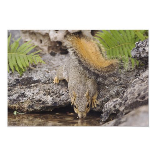 Eastern Fox Squirrel Sciurus niger adult 2 Photo Print