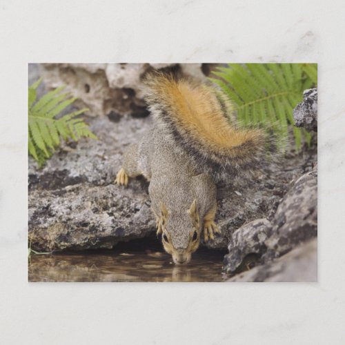 Eastern Fox Squirrel Sciurus niger adult 2 Postcard