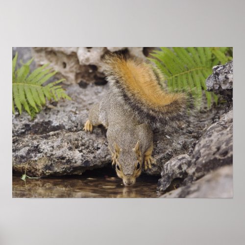 Eastern Fox Squirrel Sciurus niger adult 2 Poster