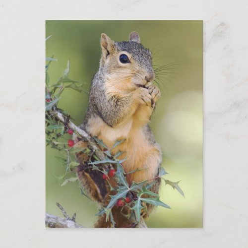 Eastern Fox Squirrel Sciurus niger adult Postcard