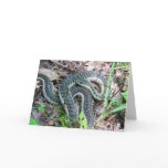 Eastern Garter Snake at Cape Cod Card