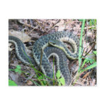 Eastern Garter Snake at Cape Cod Postcard
