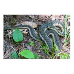 Eastern Garter Snake at Cape Cod Poster