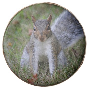 Eastern Gray Squirrel Chocolate Covered Oreo by backyardwonders at Zazzle