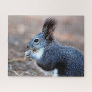 Eastern Gray Squirrel Close up, Jigsaw Puzzle