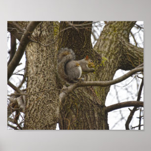 Eastern Gray Squirrel Eating Oak Flowers Poster