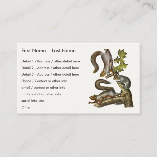 Eastern Gray Squirrel (Migratory Squirrel) Audubon Business Card (Front)