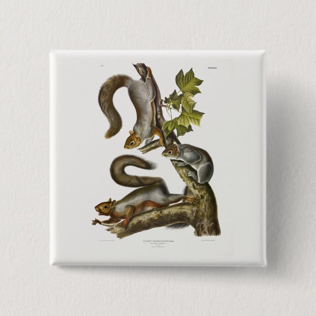 Eastern Gray Squirrel (Migratory Squirrel) Audubon Button (Front)