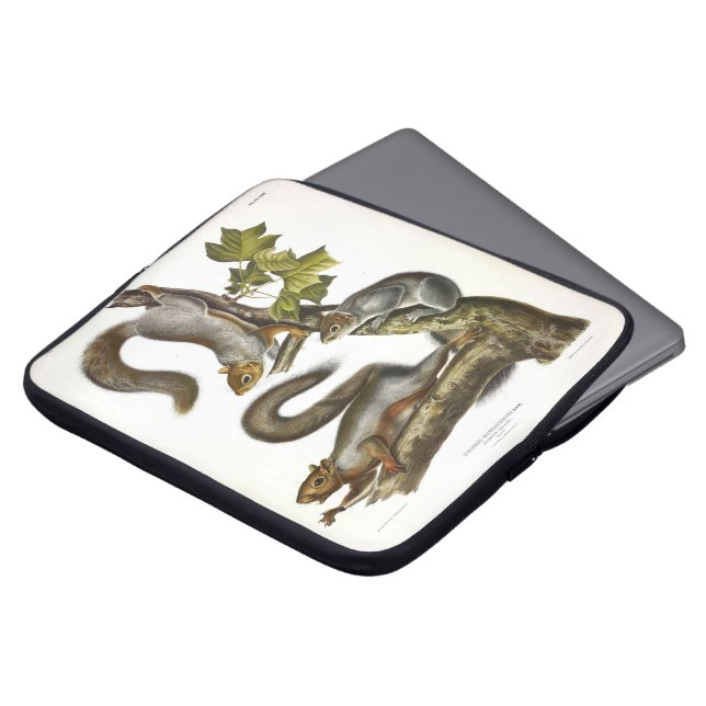 Eastern Gray Squirrel (Migratory Squirrel) Audubon Laptop Sleeve (Front Top)