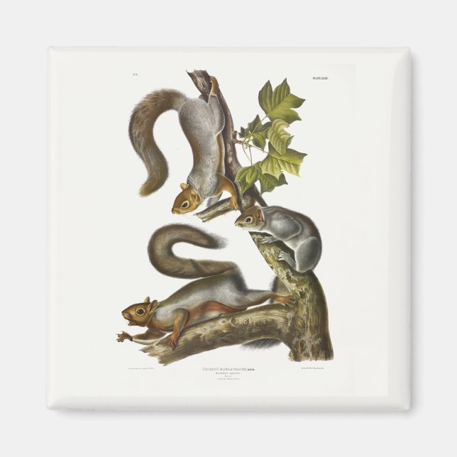 Eastern Gray Squirrel (Migratory Squirrel) Audubon Magnet (Front)