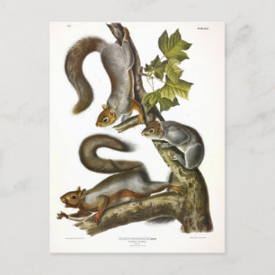 Eastern Gray Squirrel (Migratory Squirrel) Audubon Postcard