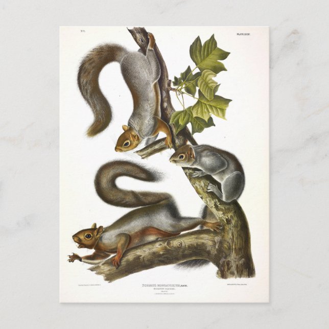 Eastern Gray Squirrel (Migratory Squirrel) Audubon Postcard (Front)