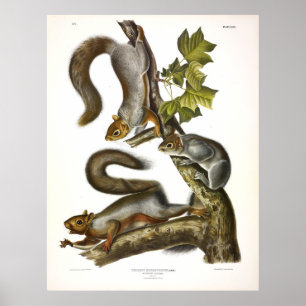 Eastern Gray Squirrel (Migratory Squirrel) Audubon Poster