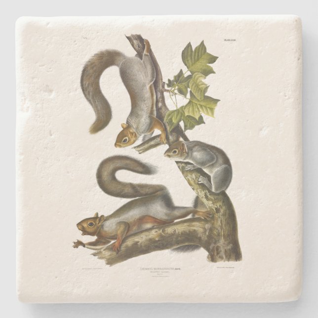 Eastern Gray Squirrel (Migratory Squirrel) Audubon Stone Coaster (Front)