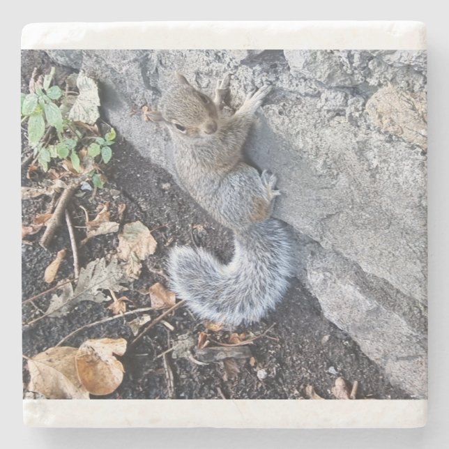 Eastern Gray Squirrel Or Gray Squirrel Stone Coaster (Front)