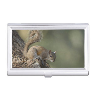 Eastern Gray Squirrel, or grey squirrel Business Card Holder