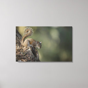 Eastern Gray Squirrel, or grey squirrel Canvas Print