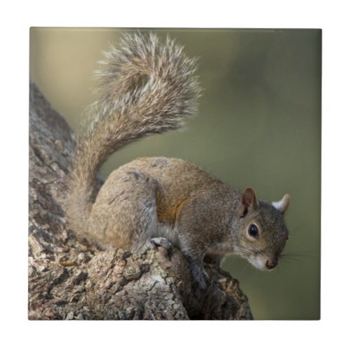Eastern Gray Squirrel or grey squirrel Ceramic Tile