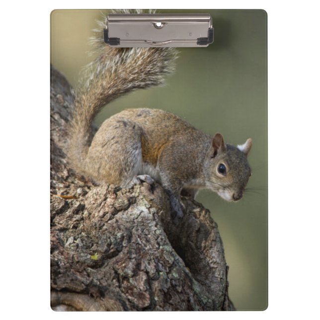 Eastern Gray Squirrel, or grey squirrel Clipboard (Front)