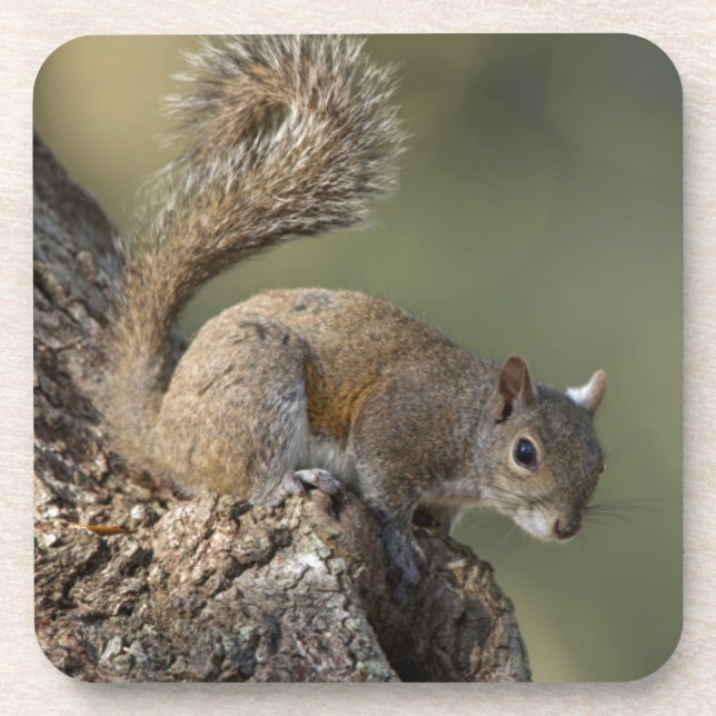 Eastern Gray Squirrel, or grey squirrel Coaster (Front)