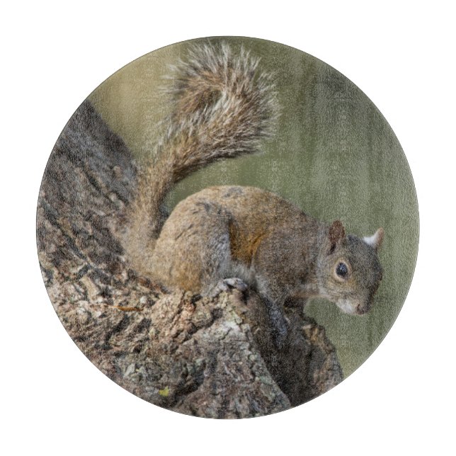 Eastern Gray Squirrel, or grey squirrel Cutting Board (Front)