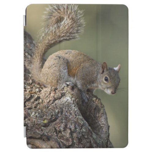 Eastern Gray Squirrel or grey squirrel iPad Air Cover