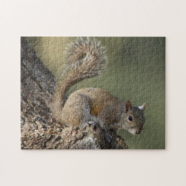 Eastern Gray Squirrel, or grey squirrel Jigsaw Puzzle (Horizontal)
