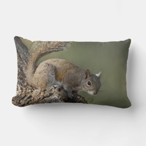 Eastern Gray Squirrel or grey squirrel Lumbar Pillow