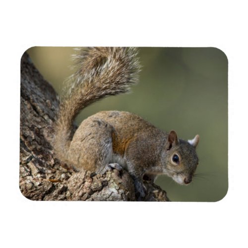 Eastern Gray Squirrel or grey squirrel Magnet