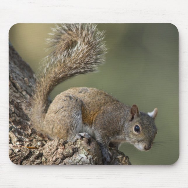Eastern Gray Squirrel, or grey squirrel Mouse Pad (Front)