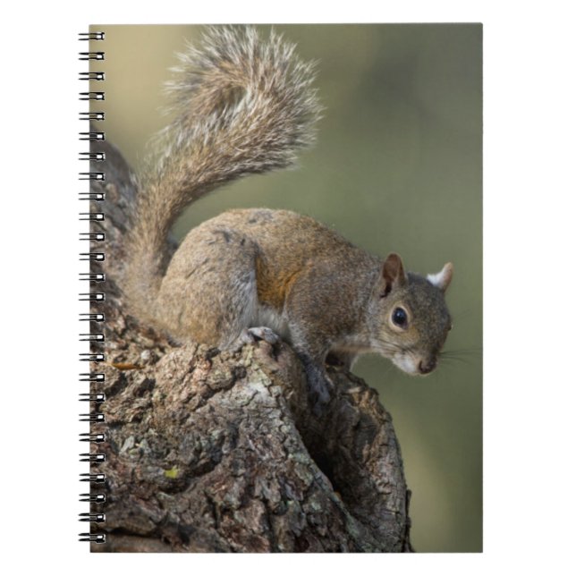 Eastern Gray Squirrel, or grey squirrel Notebook (Front)